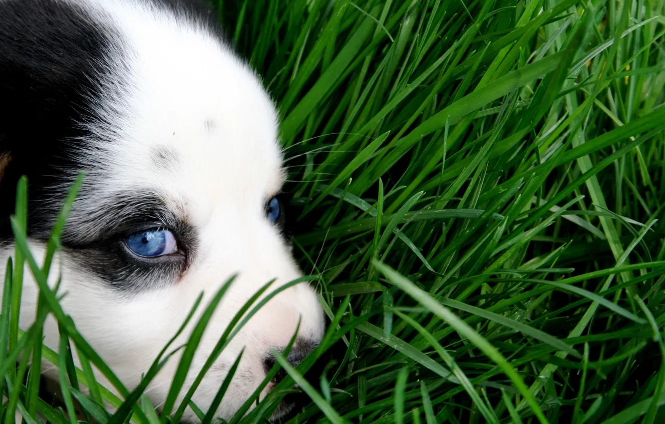Фото обои green, grass, puppy, eyes, dog, animal, sweet, cute
