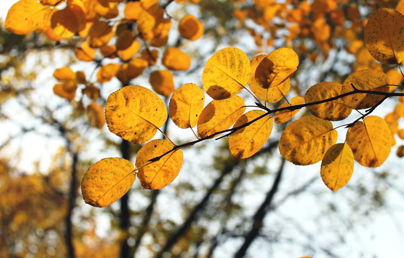 Фото обои осень, листья, макро, жёлтое