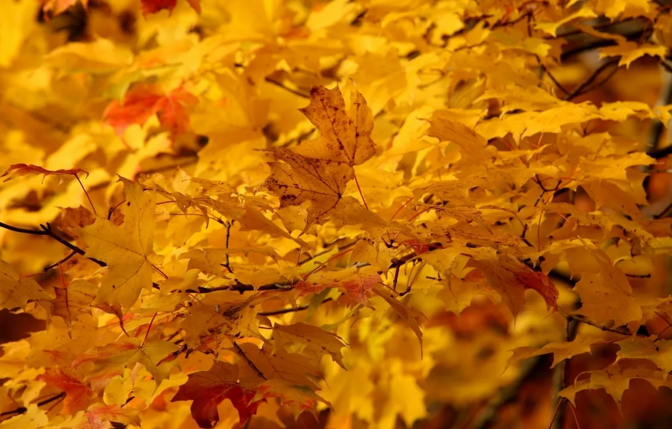 Фото обои листья, природа, клён, жёлтые, деревья. осень