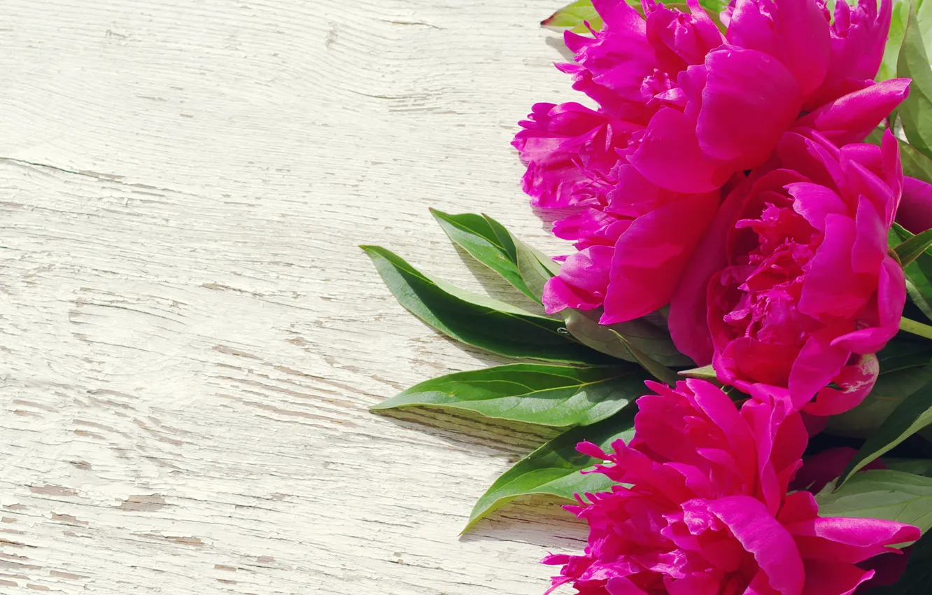 Фото обои розовые, wood, pink, flowers, beautiful, пионы, peony