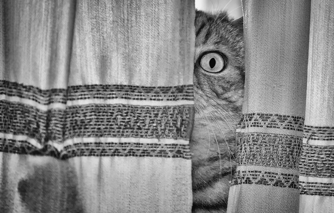 Фото обои eye, look, curtain, feline
