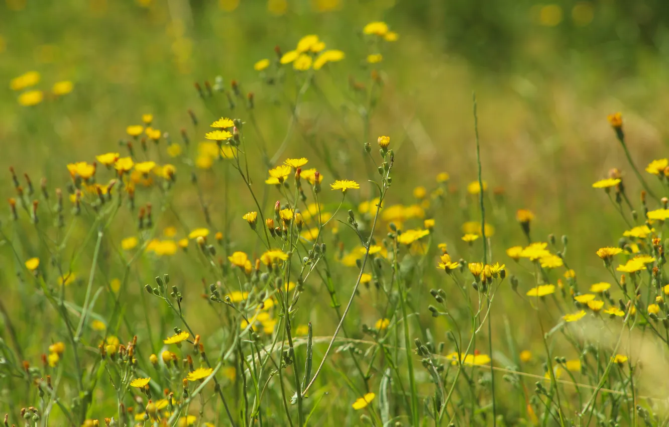 Фото обои flower, yellow, meadow