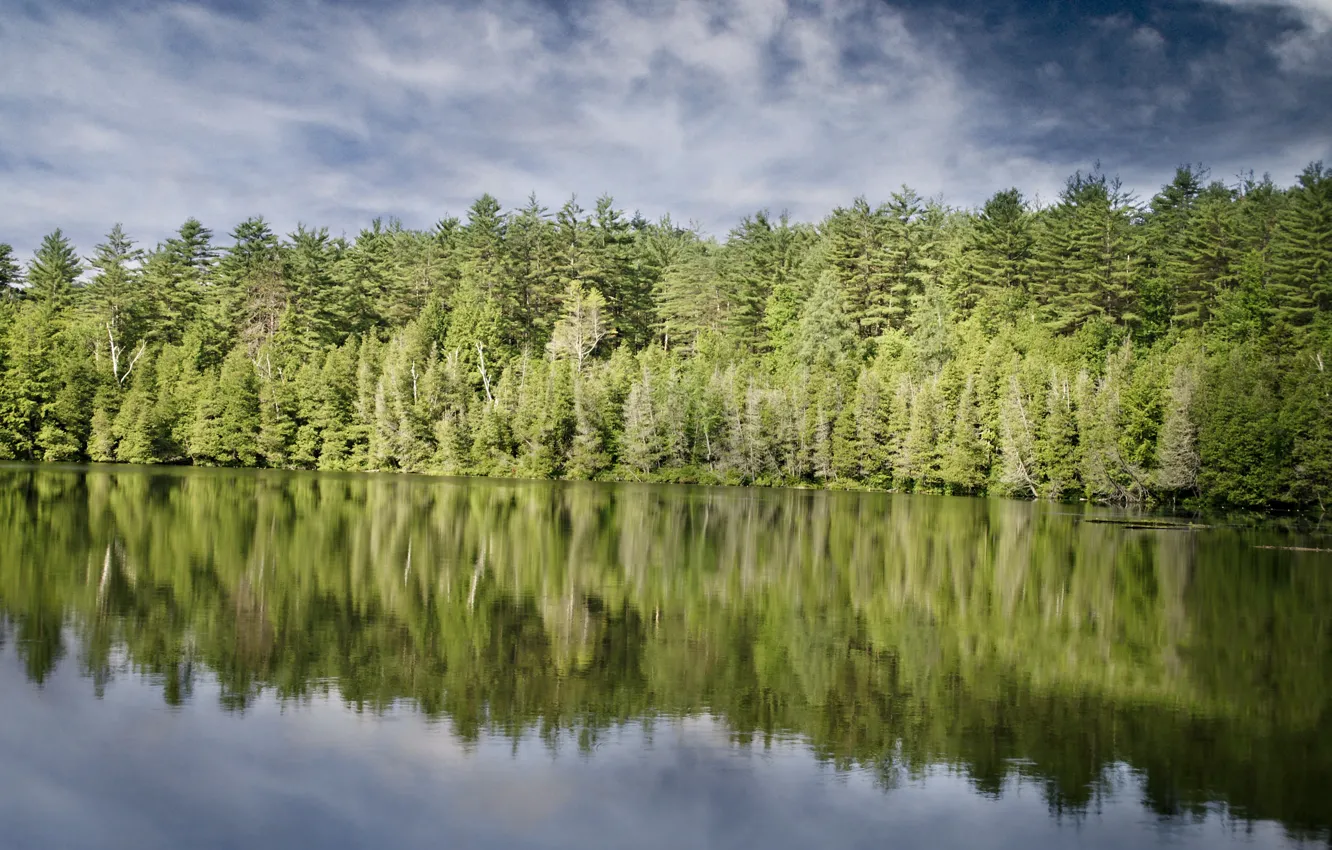 Фото обои лес, берег, берег озера
