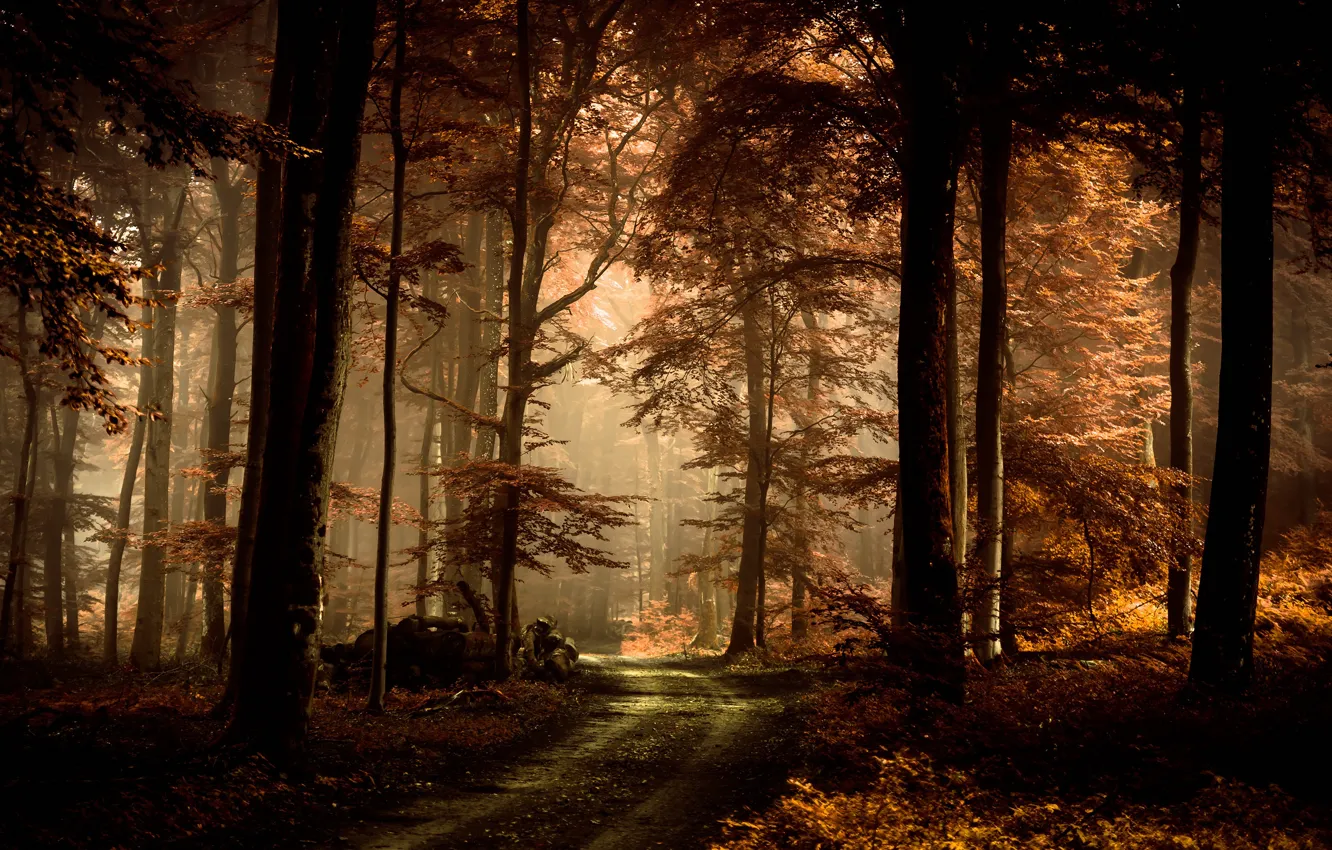 Фото обои дорога, осень, лес, листья, свет, деревья, ветки, туман