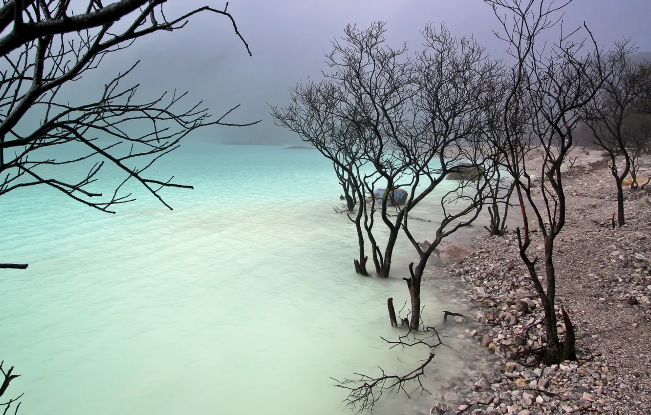 Фото обои деревья, природа, озеро, берег