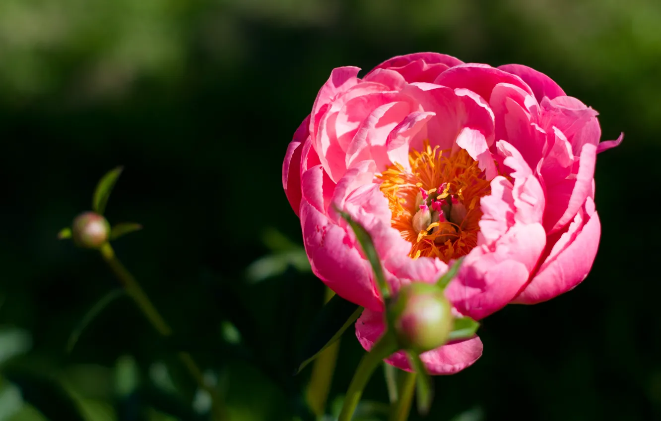 Фото обои цветы, природа, пионы, пион, розовый цветок