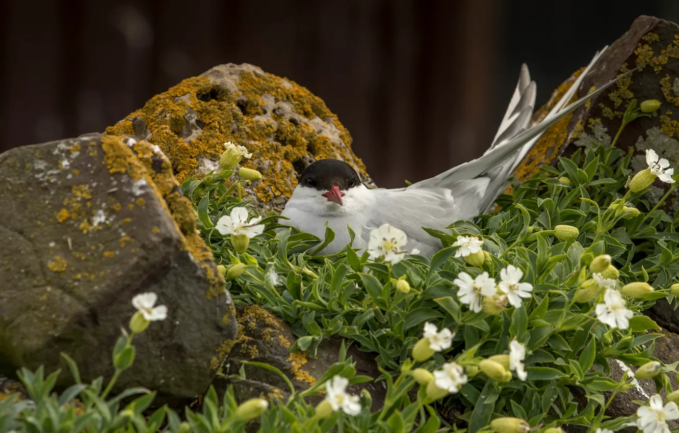 Фото обои цветы, камни, птица, чайка