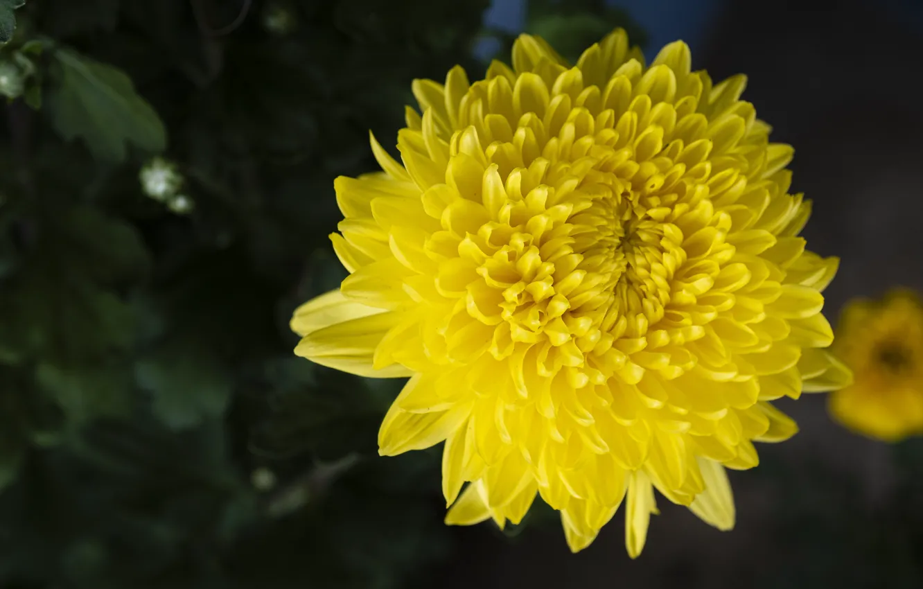 Фото обои цветок, темный фон, желтая, боке, хризантема