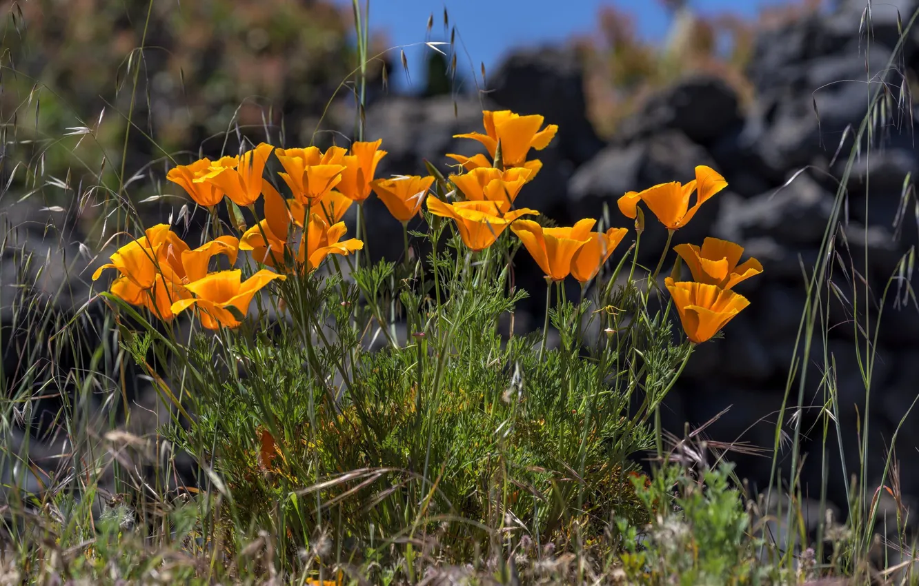Фото обои весна, эшшольция калифорнийская, калифорнийский золотистый мак