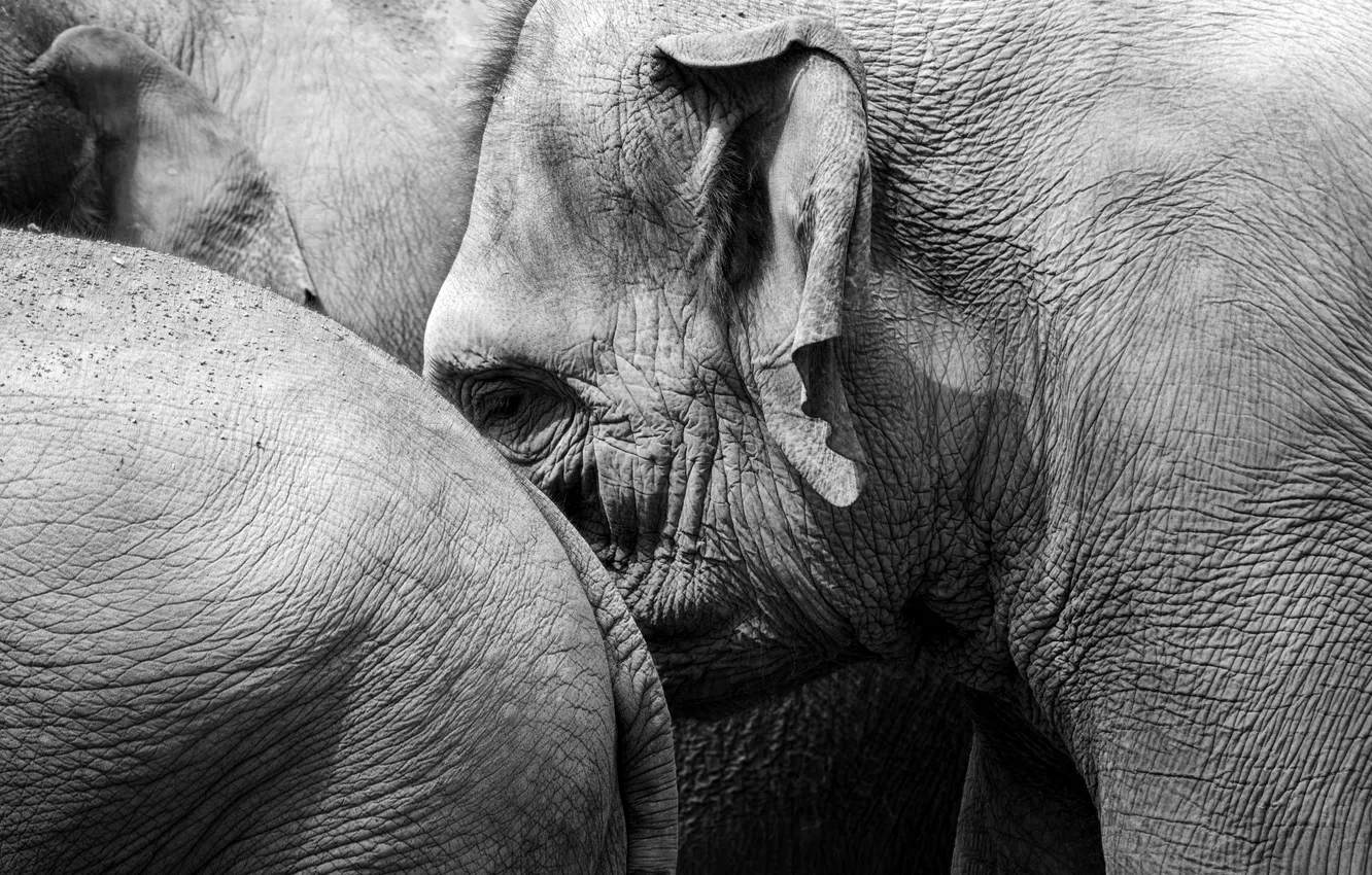 Фото обои природа, фон, слоны