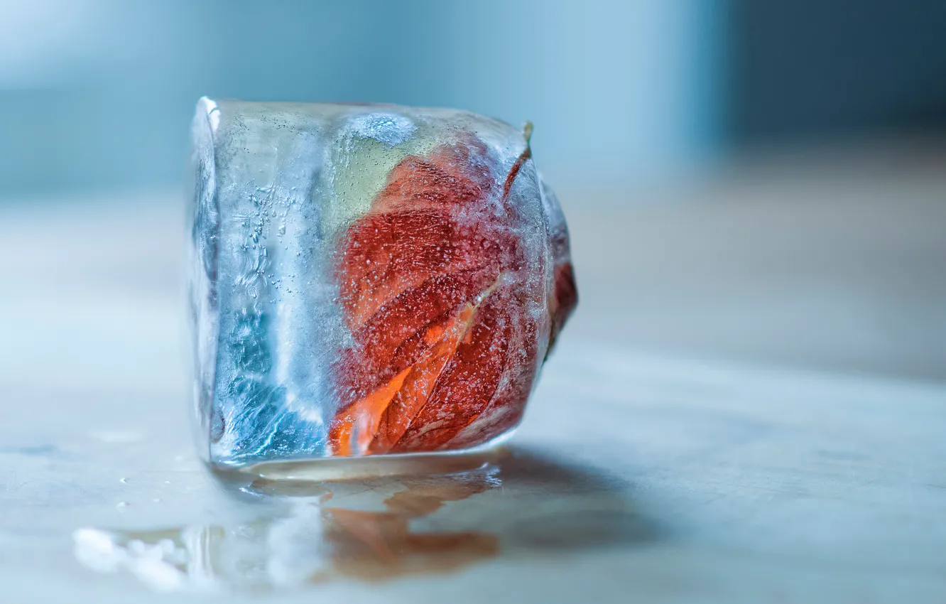Фото обои лёд, кубик, frozen