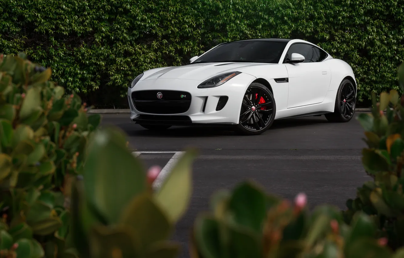 Фото обои Jaguar, White, F-Type