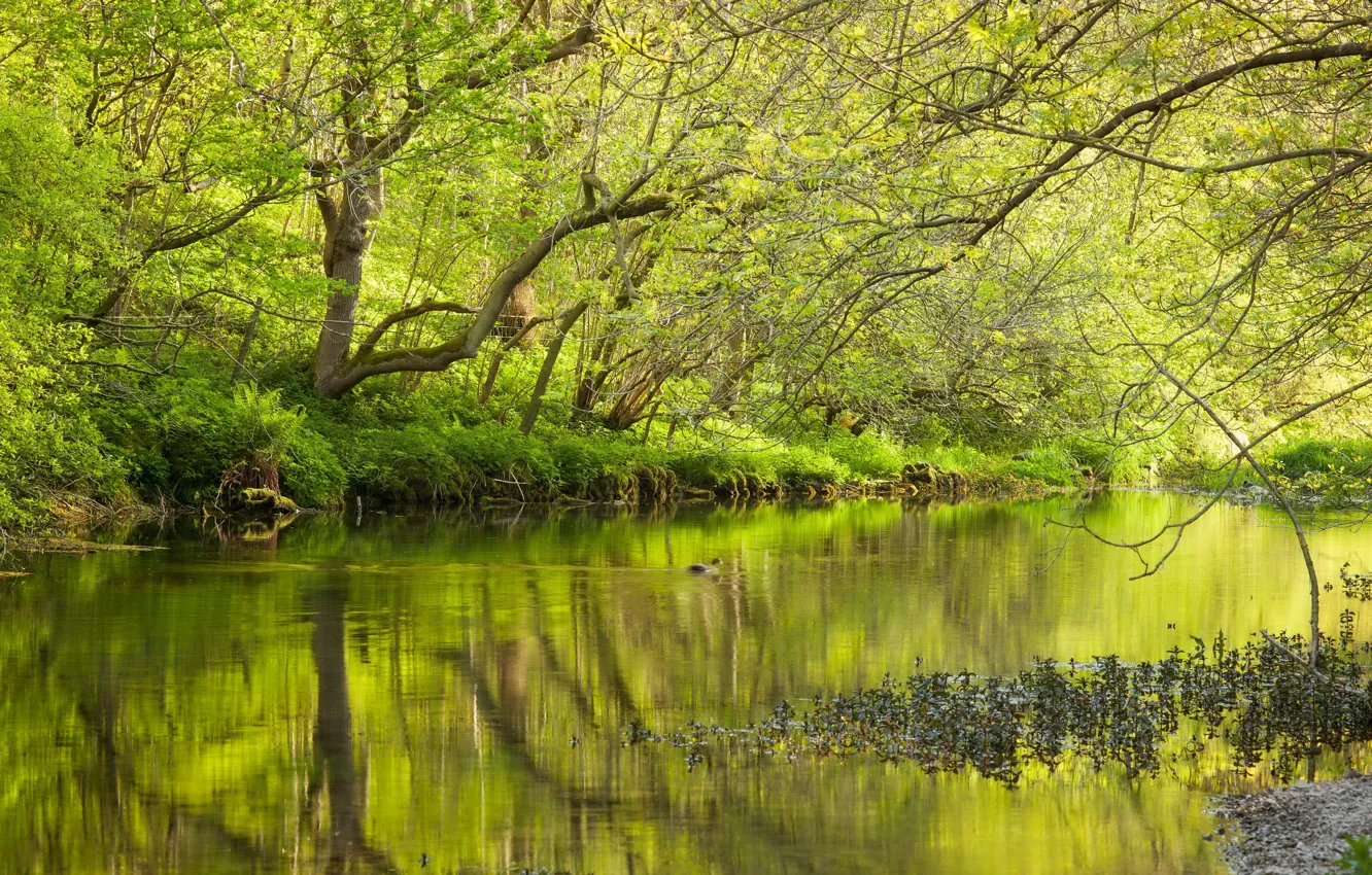 Фото обои лес, озеро, весна