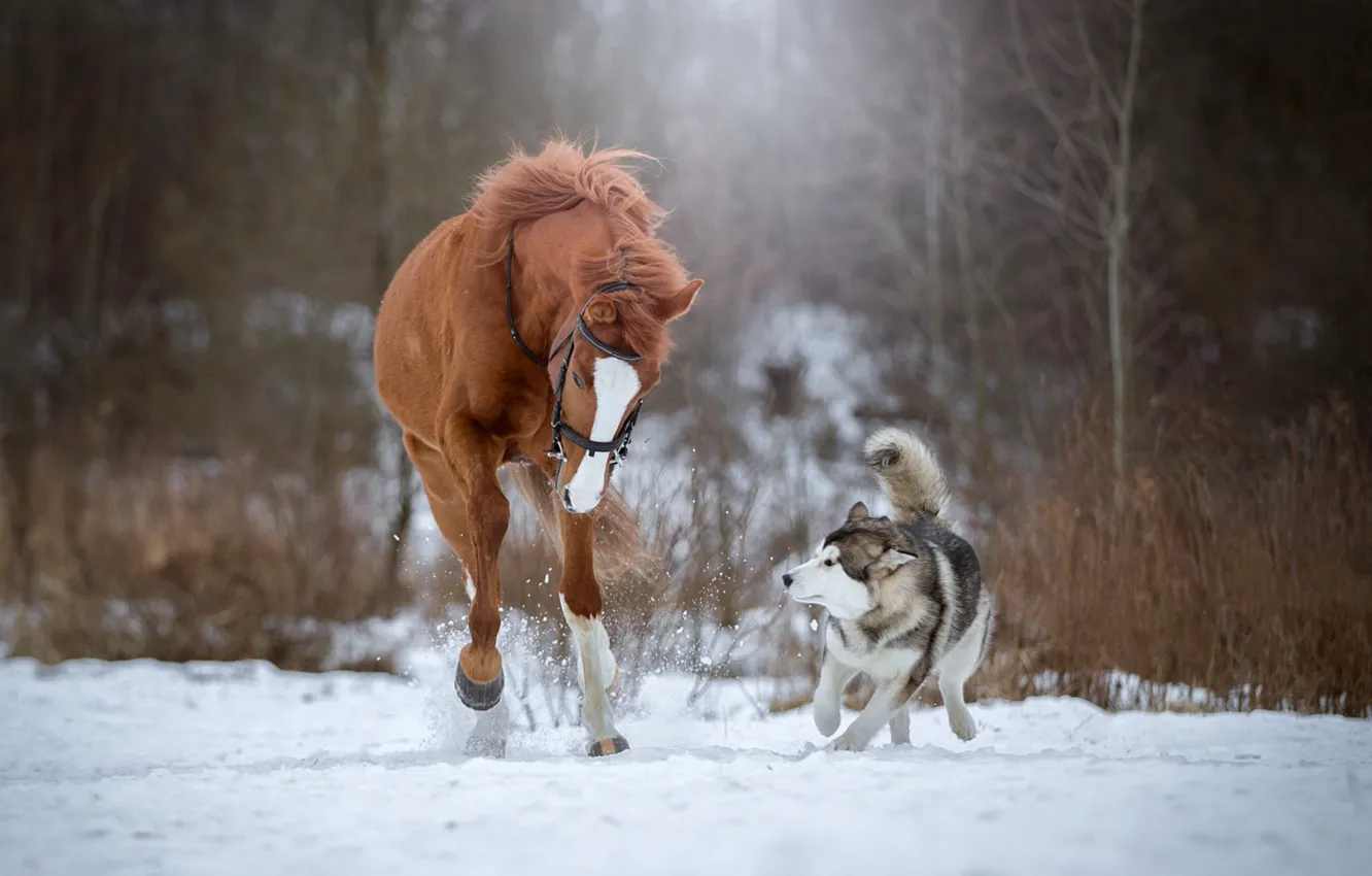 Фото обои снег, лошадь, собака, бег, хаски