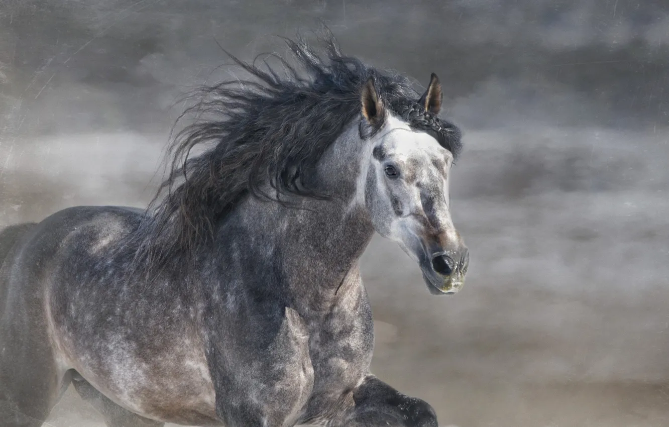 Фото обои серый, конь, лошадь, жеребец, бег, грива, галоп, © Ryan Courson Photography