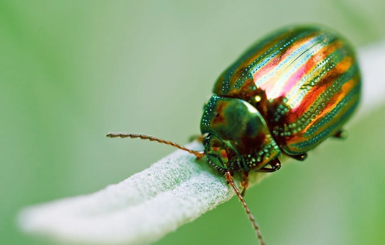 Фото обои макро, насекомые, природа, листок, жук, nature, beetle, macro