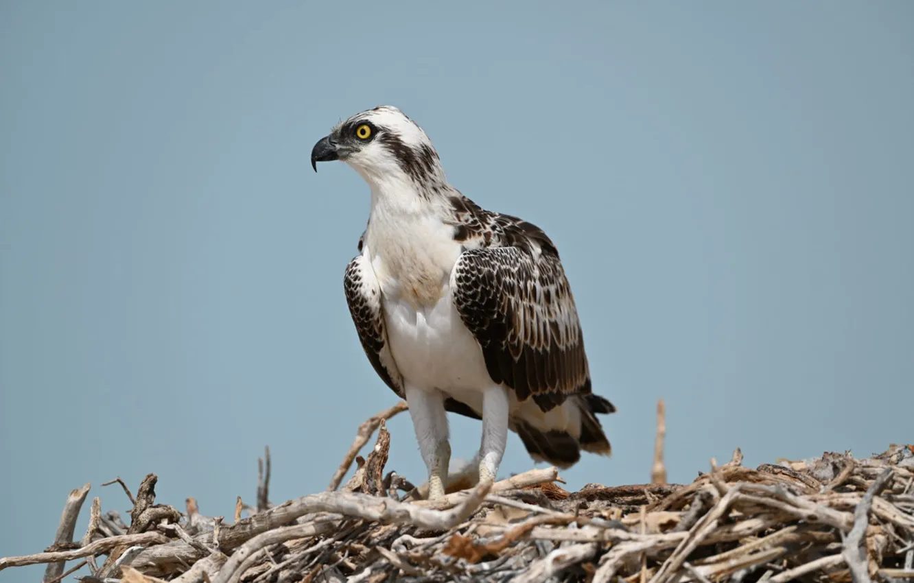 Фото обои bird, animal, wildlife, Osprey-