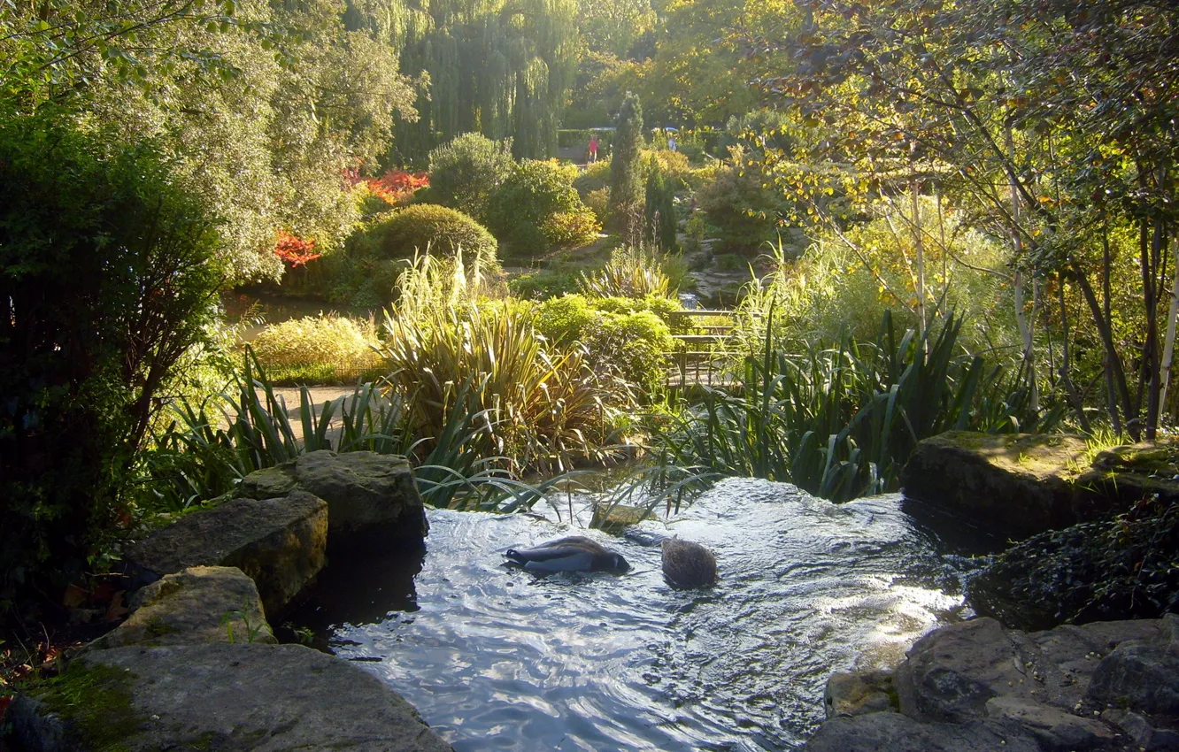 Фото обои вода, камни, растения, London, Regents Park
