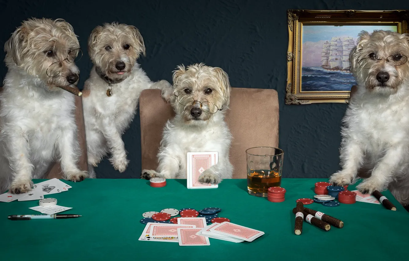 Фото обои собаки, карты, игра