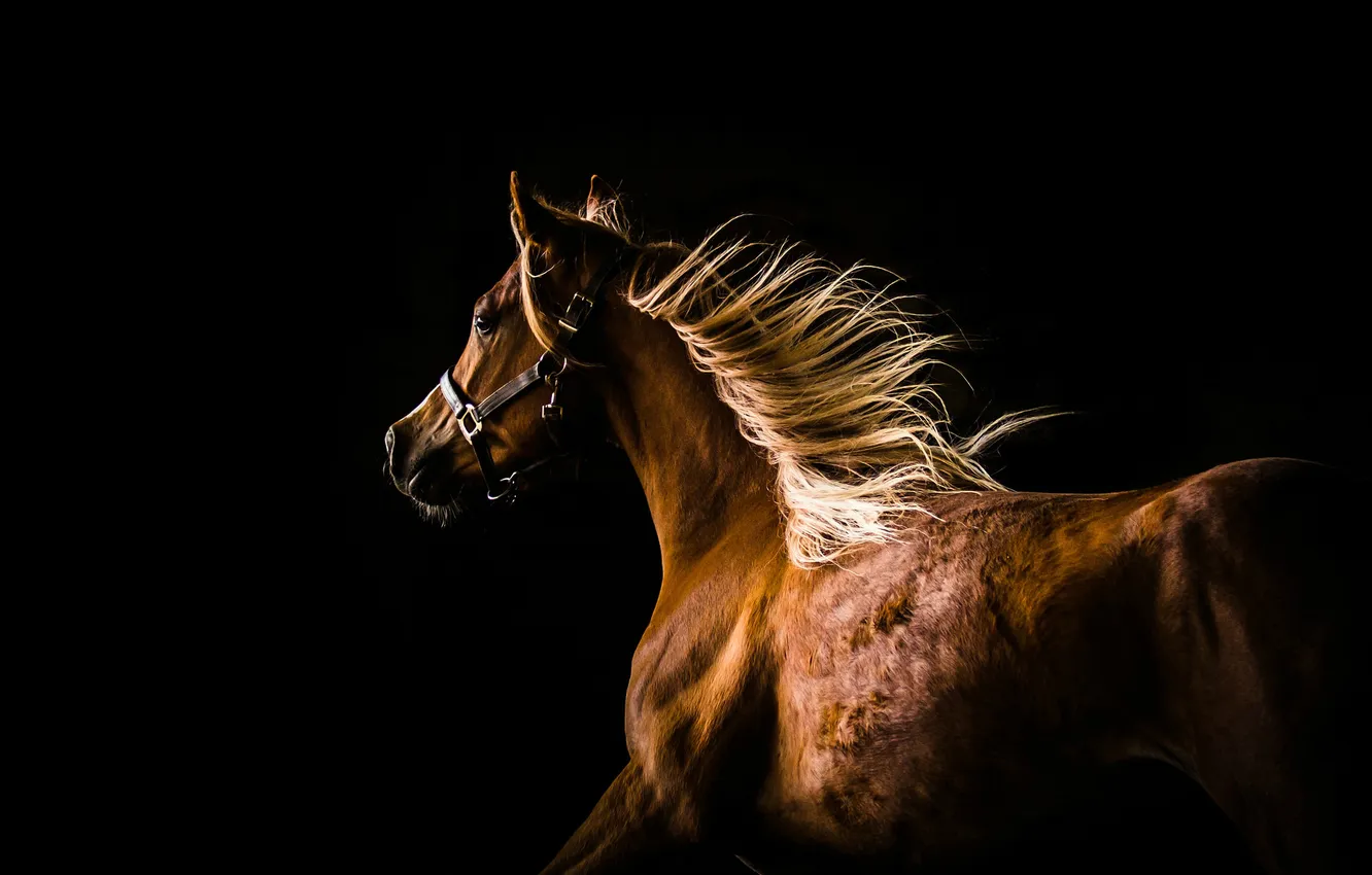 Фото обои конь, лошадь, бег, грива, профиль, тёмный фон