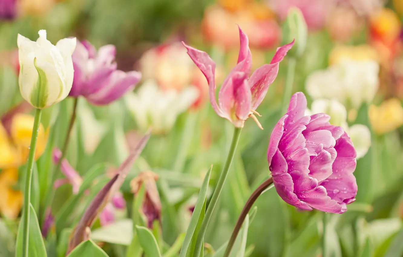 Фото обои цветы, краски, яркие, весна, Тюльпаны, tulip