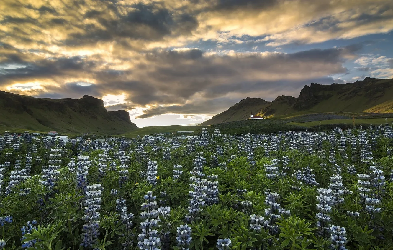 Фото обои цветы, горы, луг, Исландия, Iceland, люпины, Вик, Vik i Myrdal