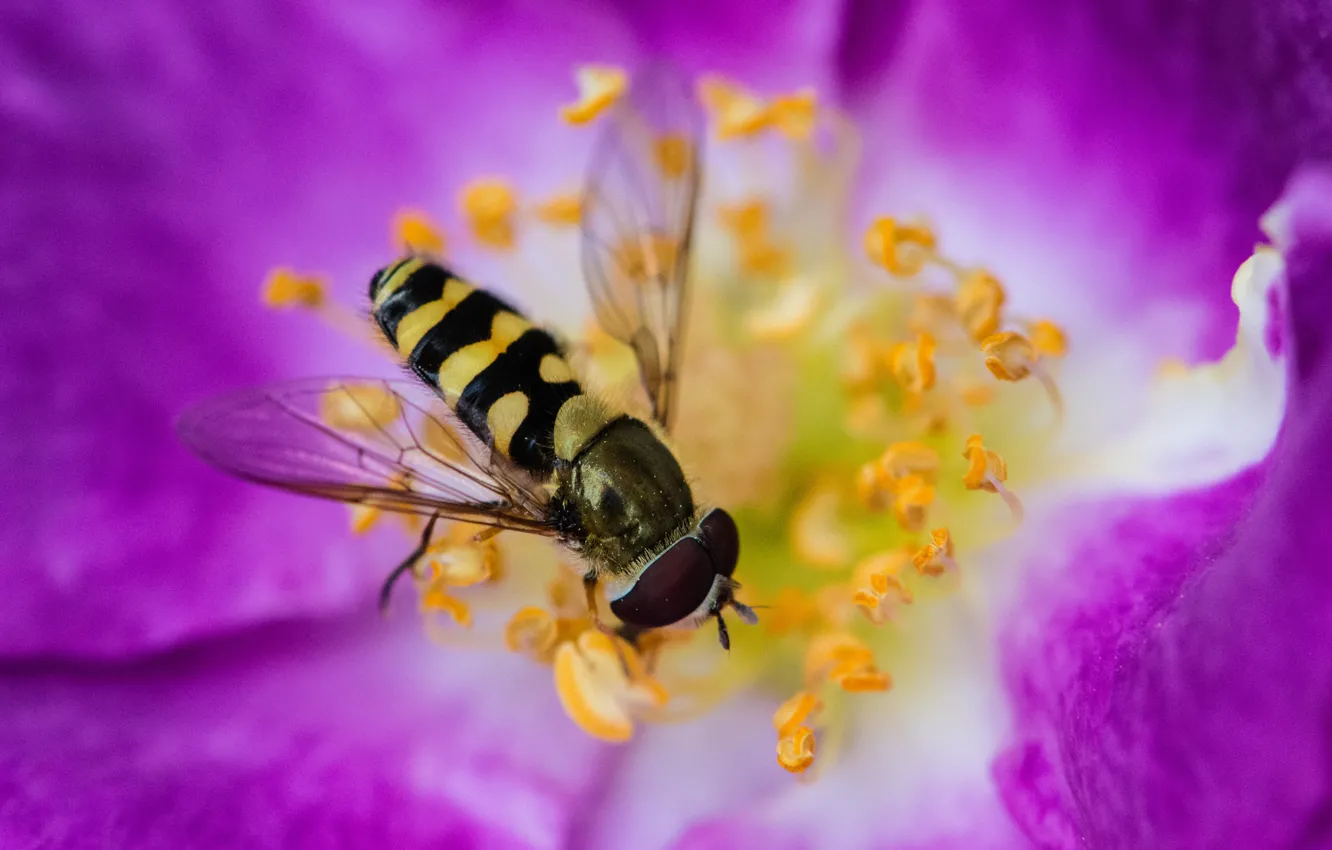 Фото обои цветок, пчела, краски, лепестки, тычинки, насекомое, трутень