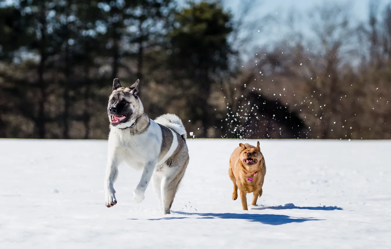 Фото обои снег, бег, Собаки, snow, dogs, running