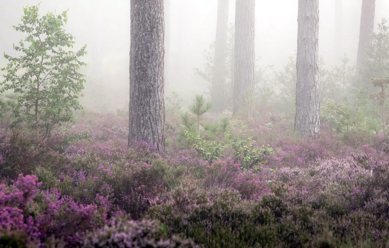 Фото обои лес, лето, туман