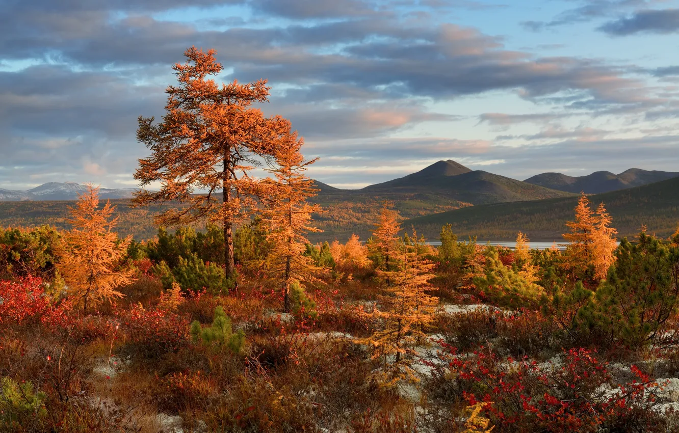 Фото обои осень, деревья, пейзаж, горы, природа, рассвет, утро, кустарники