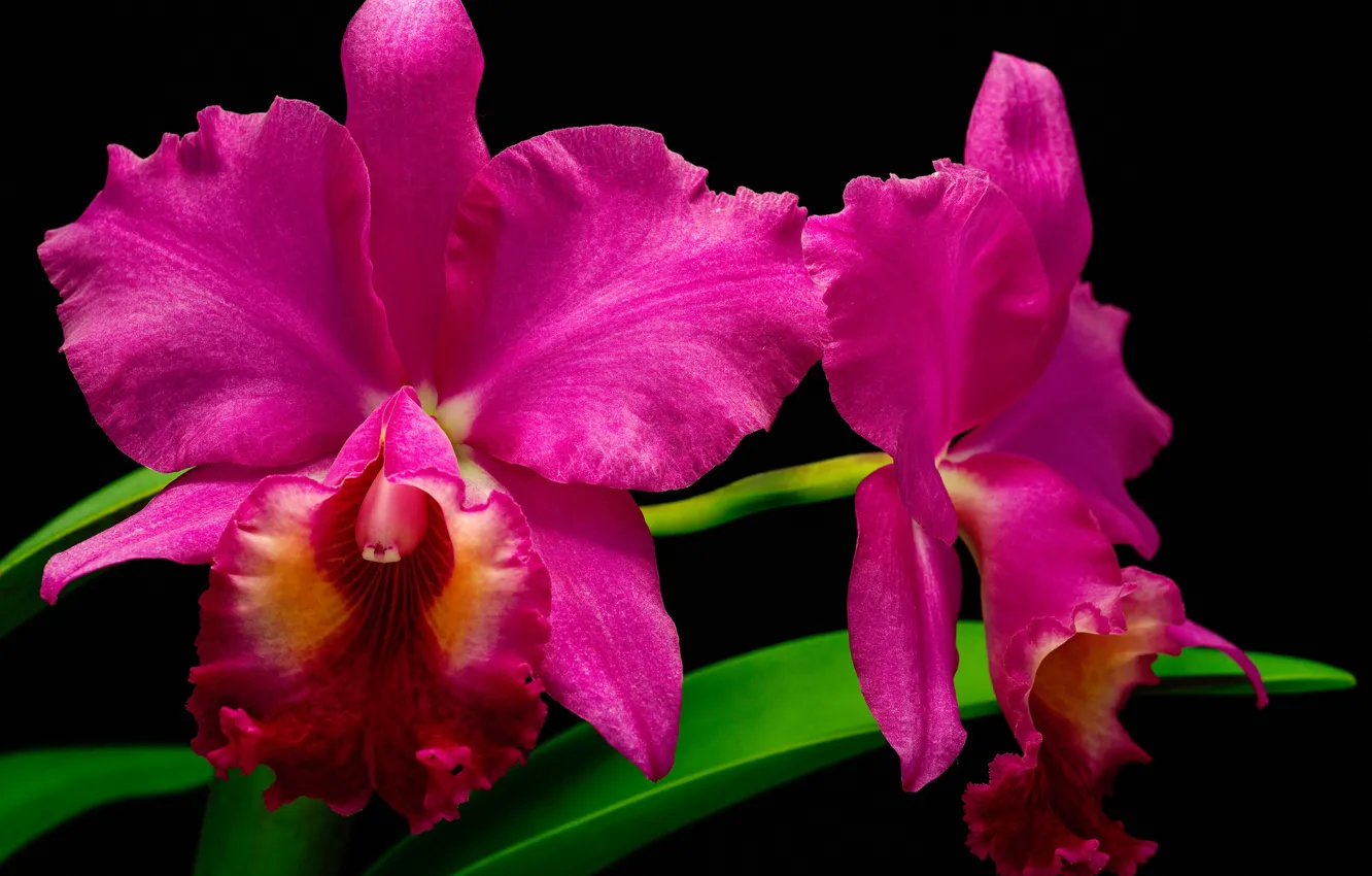 Фото обои макро, орхидея, малиновый