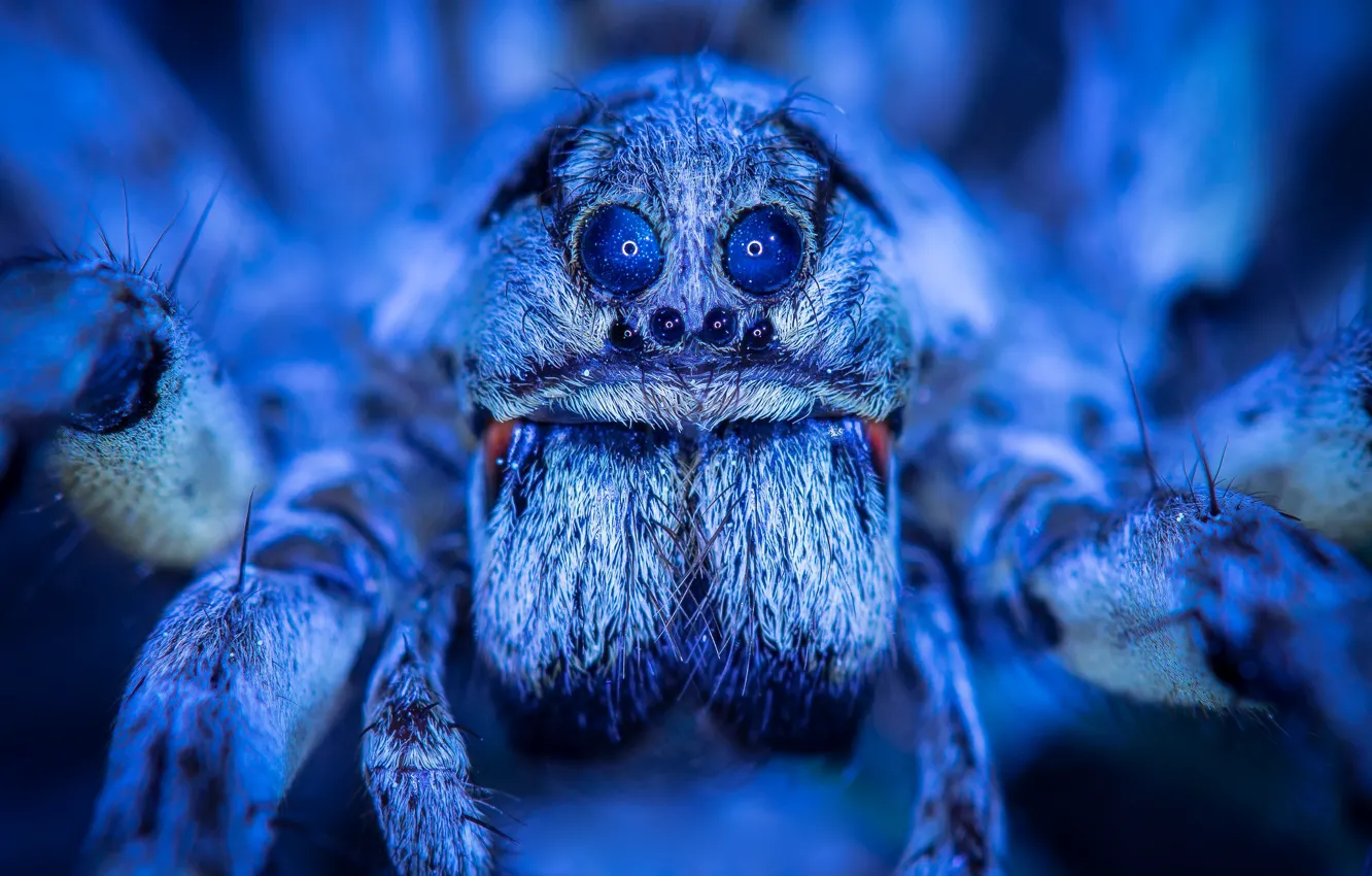 Фото обои макро, паук, красавец, голубой свет, арахна, космос в глазах