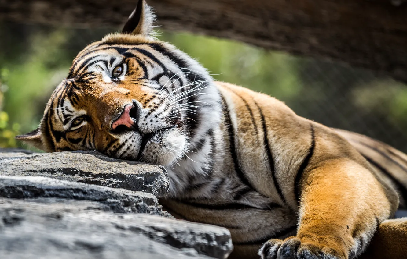 Фото обои взгляд, тигр, камень