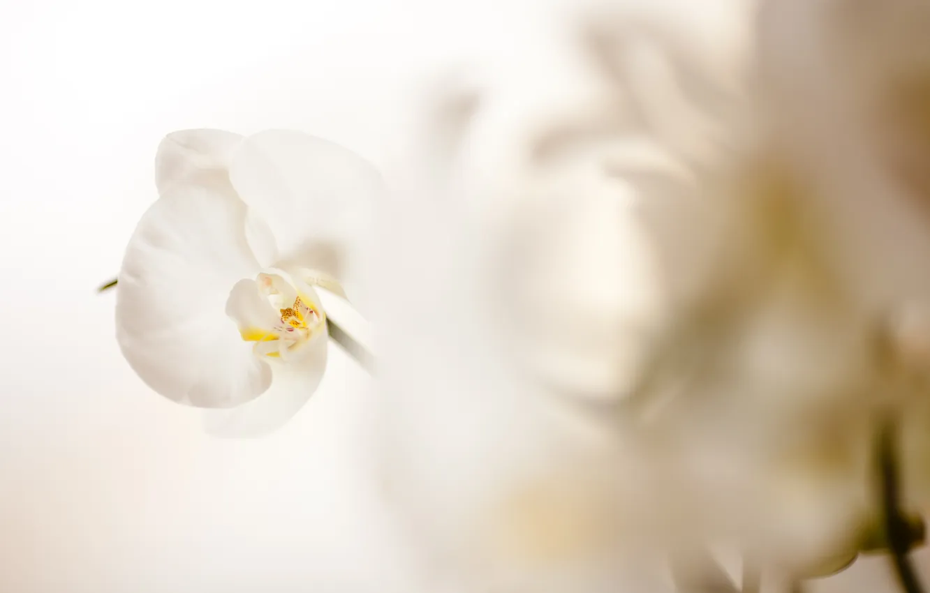 Фото обои цветок, лепестки, белая, орхидея