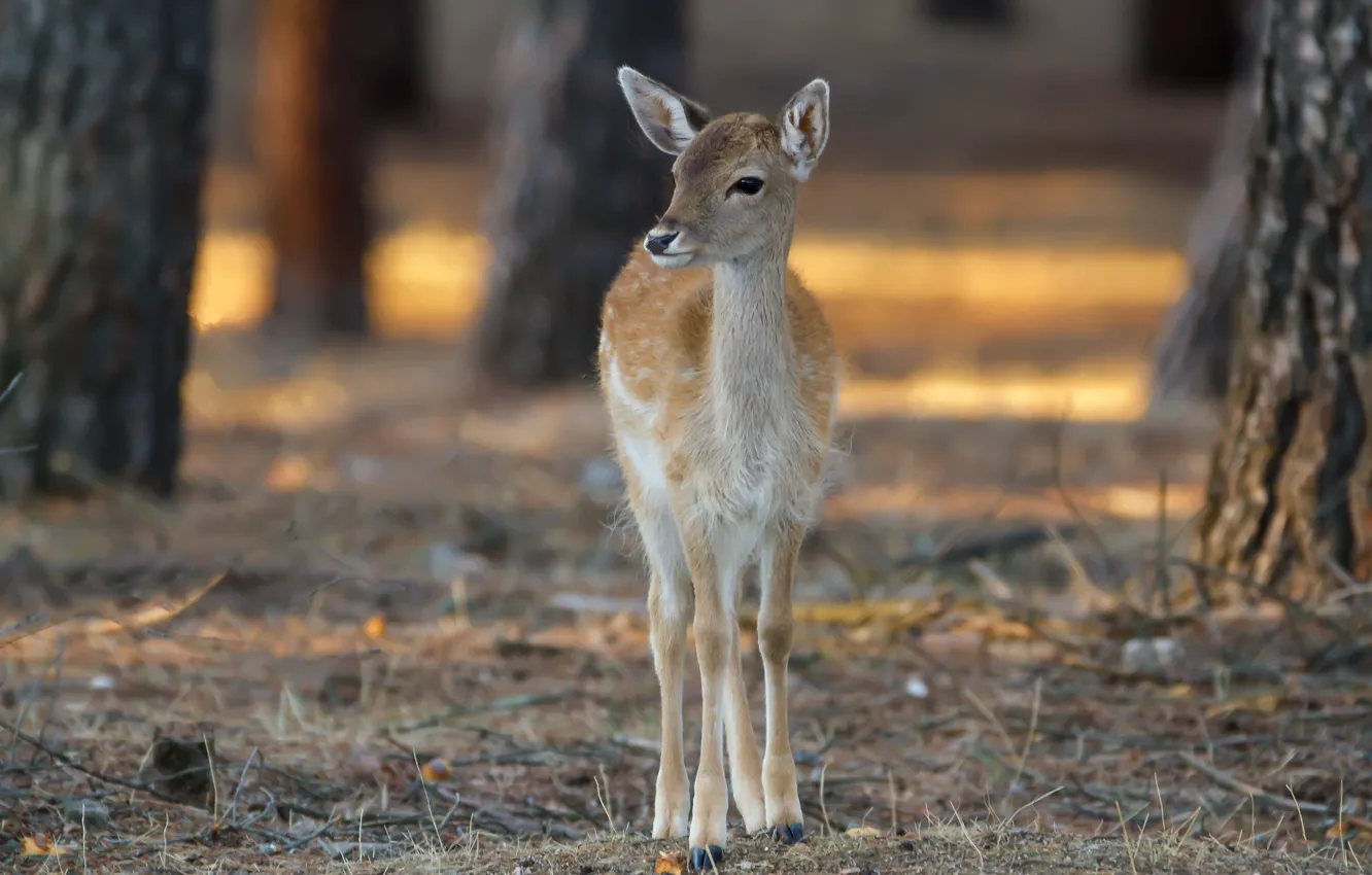 Фото обои природа, олень, Bambi