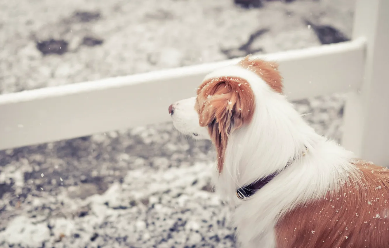 Фото обои снег, друг, рыжая собака