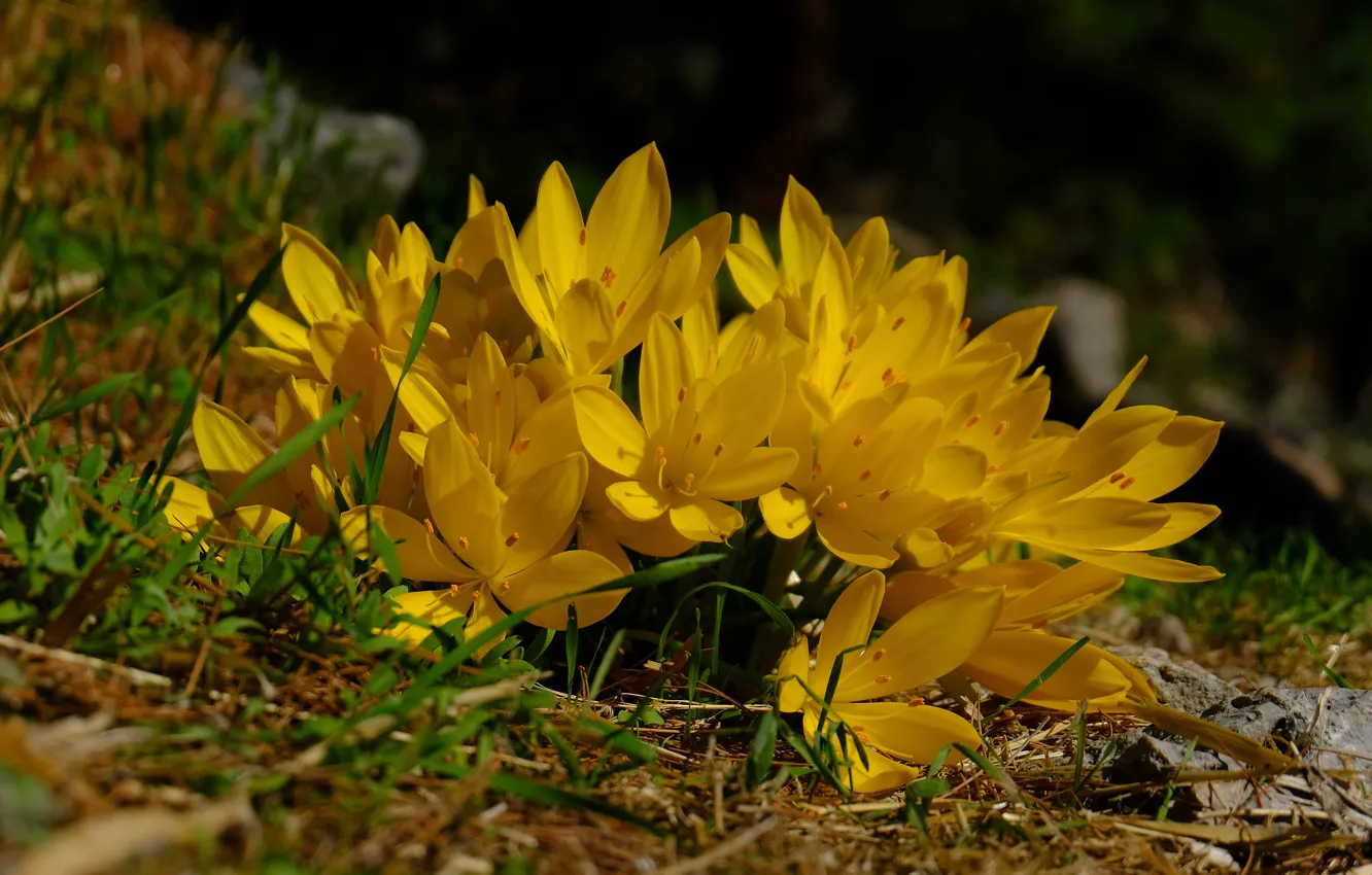 Фото обои flower, nature, Yellow, Greec, 4k wallpaper