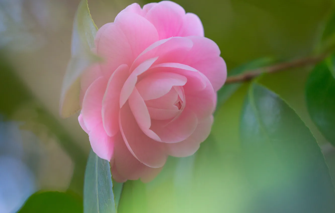Фото обои цветок, листья, розовая, бутон, лепесток, цветение, камелия