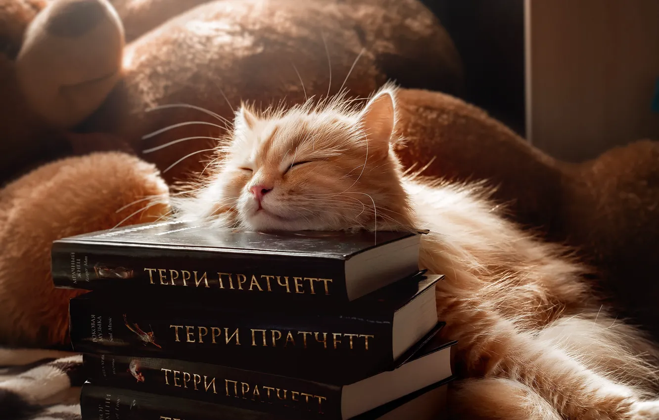 Фото обои кошка, свет, поза, котенок, игрушка, книги, сон, покрывало
