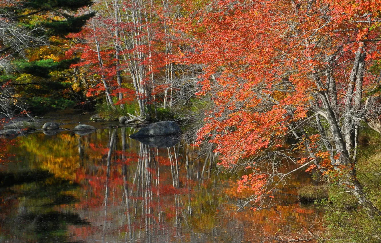 Фото обои осень, лес, деревья, озеро, камни