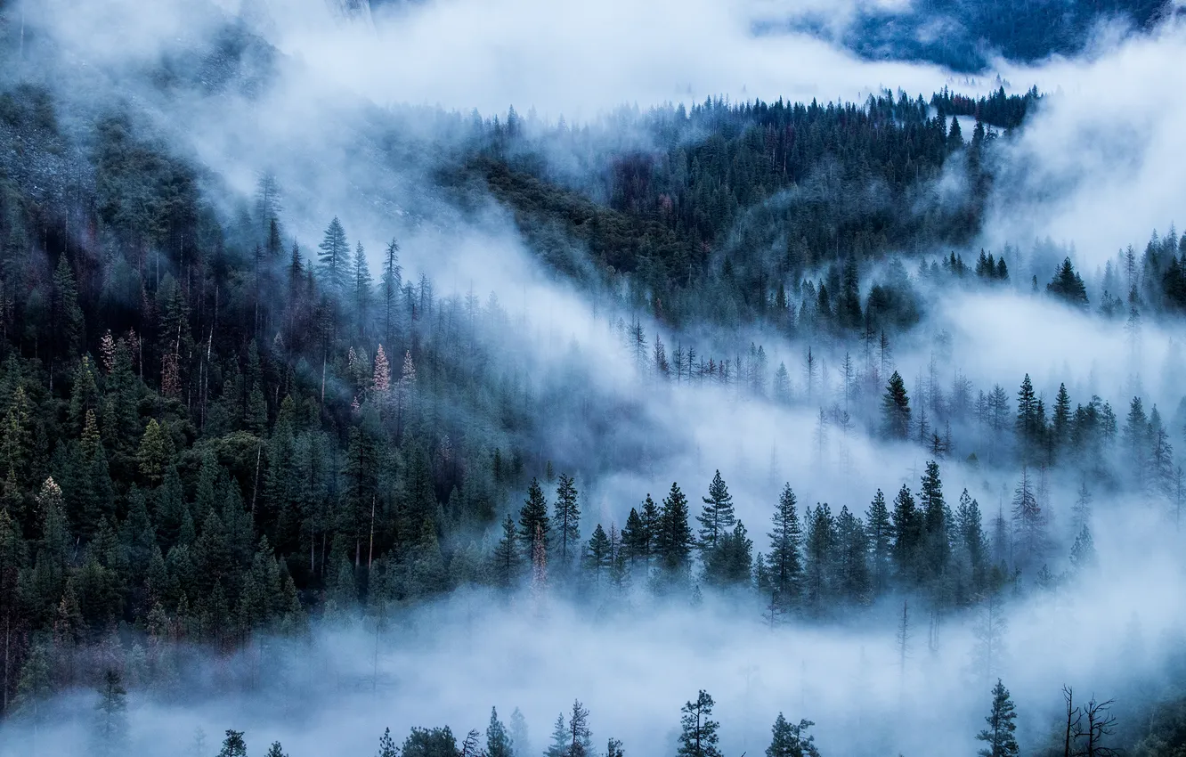 Фото обои лес, пейзаж, горы, природа, туман, forest, сумерки, twilight
