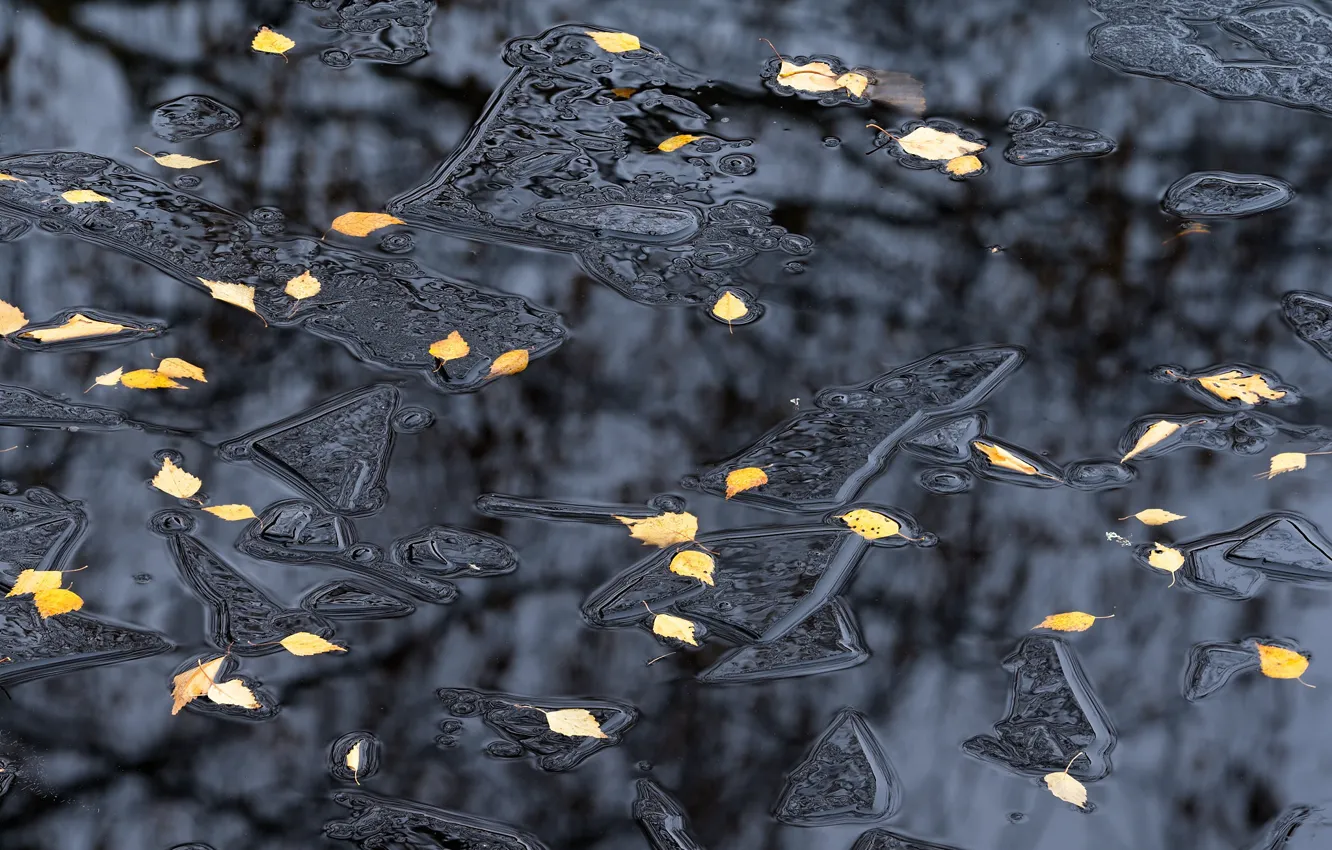 Фото обои лед, осень, листья, вода