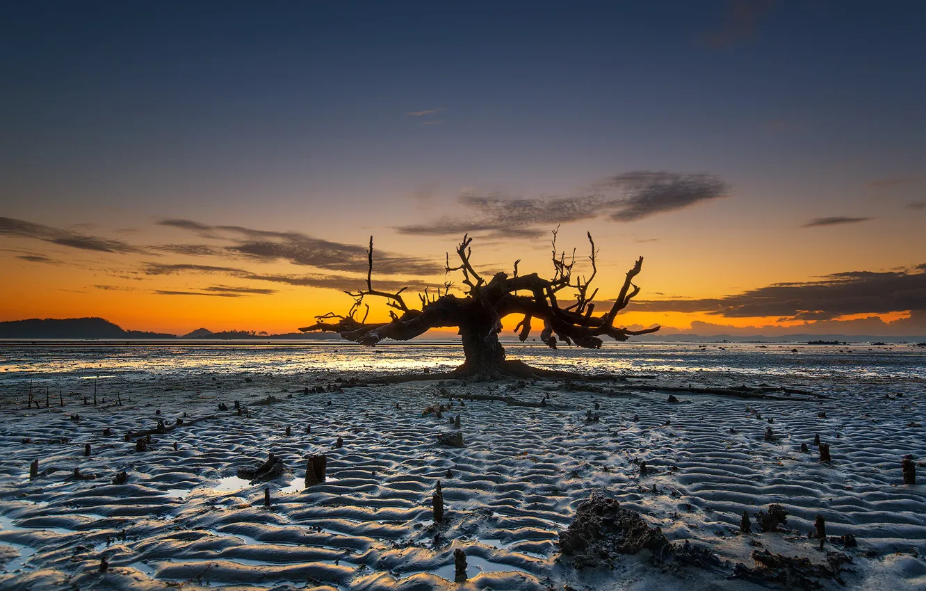 Фото обои дерево, отлив, Индонезия, зарево, остров Ломбок, Awang Beach