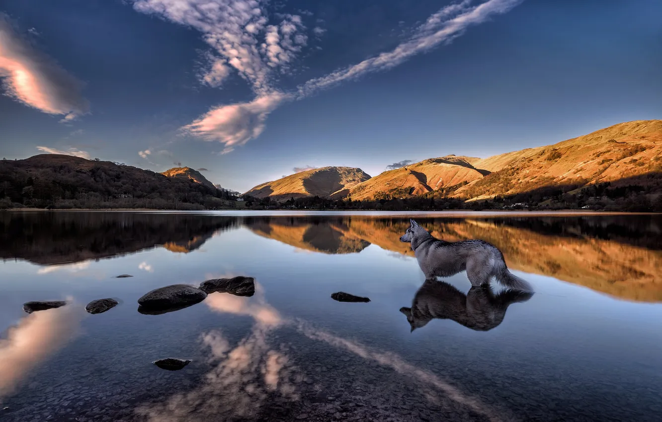 Фото обои горы, озеро, отражение, Англия, собака, хаски, England, Cumbria