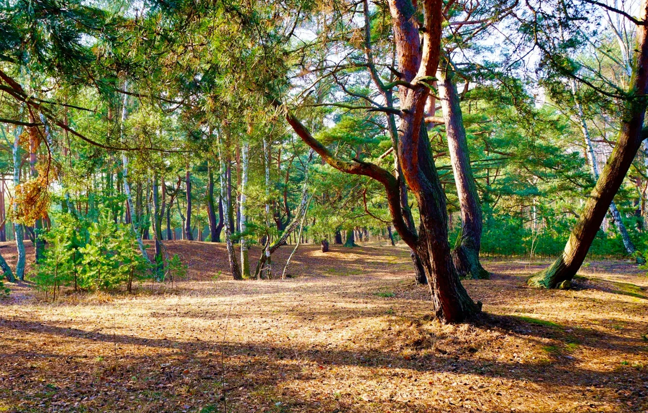 Фото обои forest, park, tree