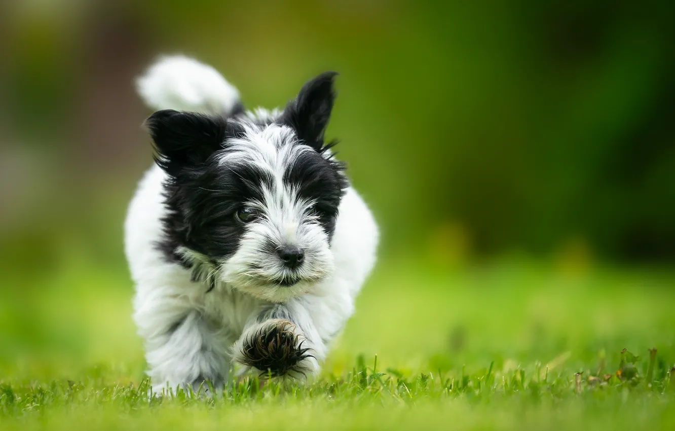Фото обои трава, фон, собака, щенок, боке, Гаванский бишон