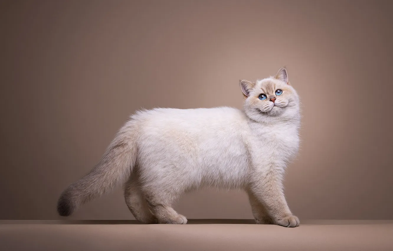 Фото обои кошка, кот, взгляд, поза, мордашка