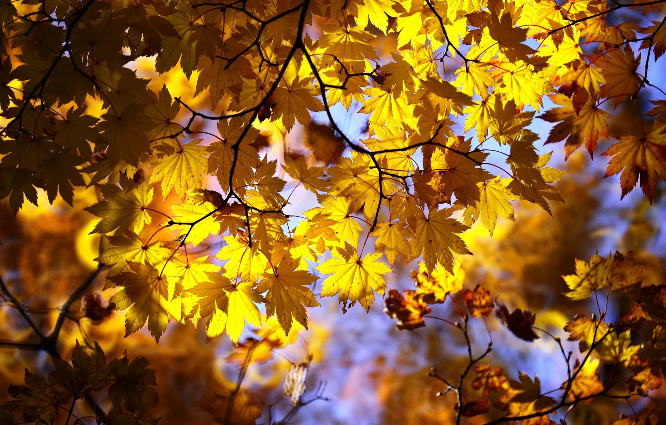 Фото обои осень, листья, свет, ветки, желтые, кленовые, осенние листья