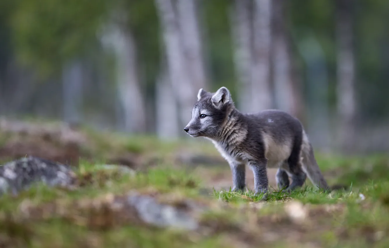 Фото обои лес, природа, серый, поляна, профиль, детёныш, песец, боке