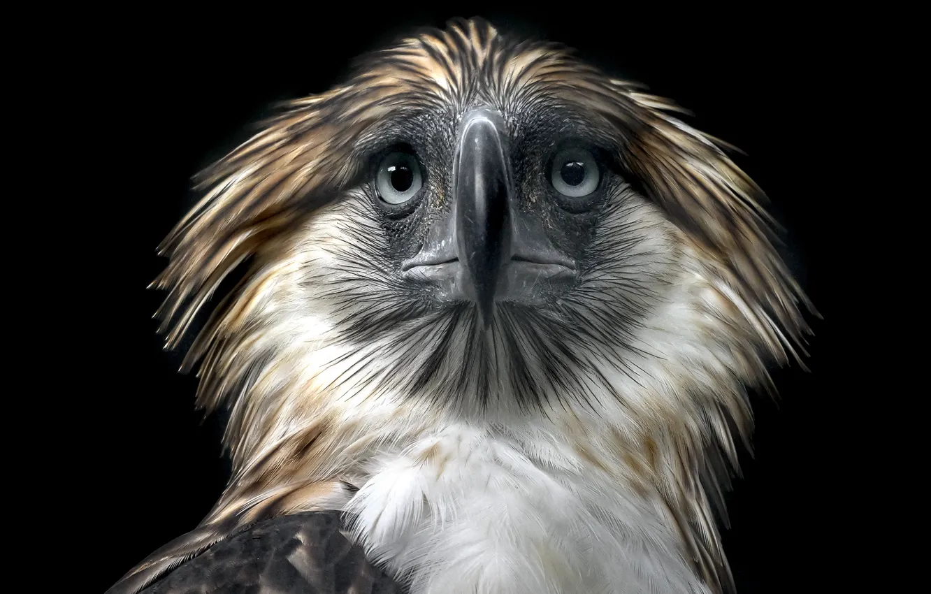 Фото обои фон, птица, Philippine Eagle